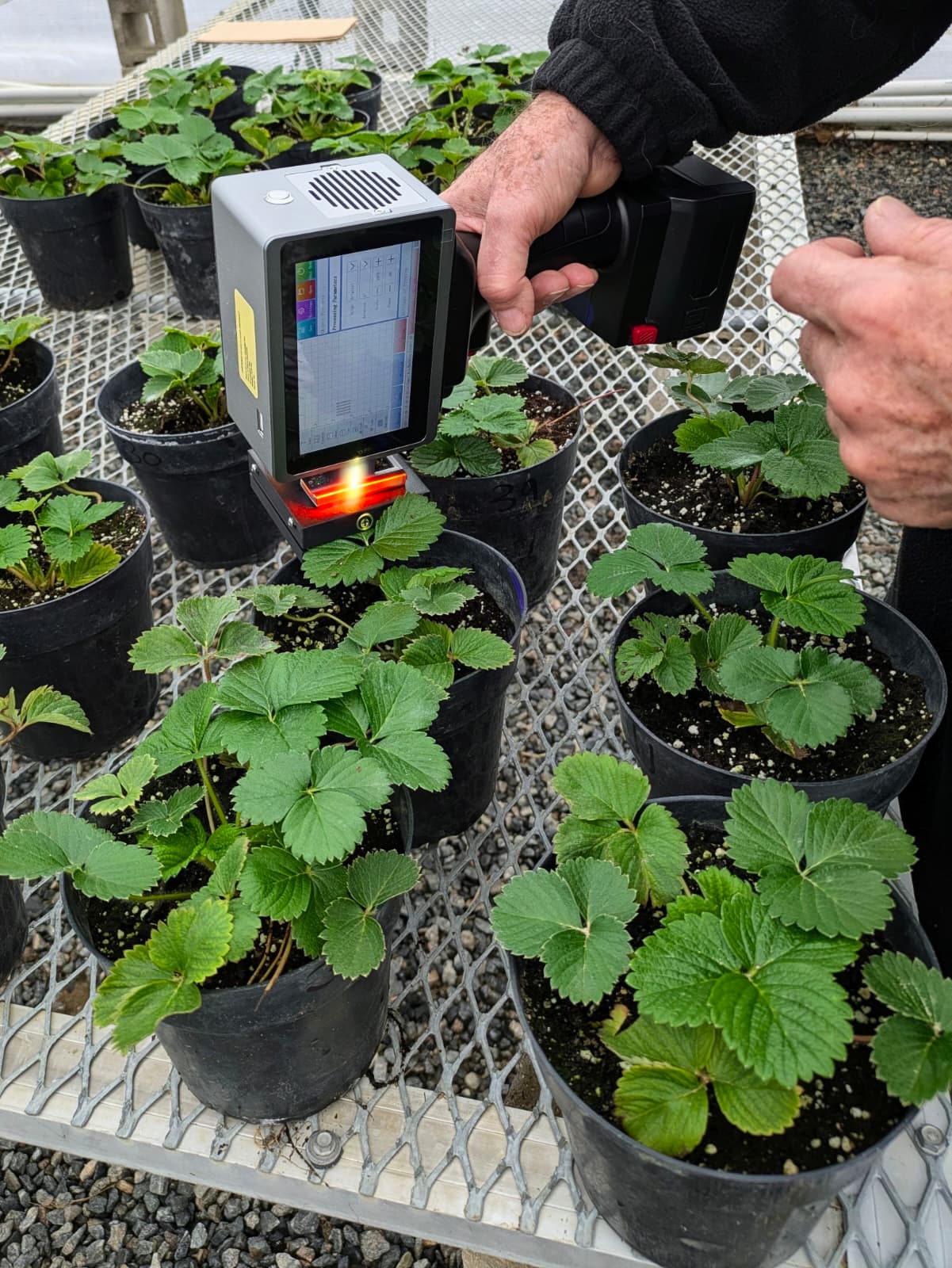 FLB-02 treating strawberry plants in greenhouse trial