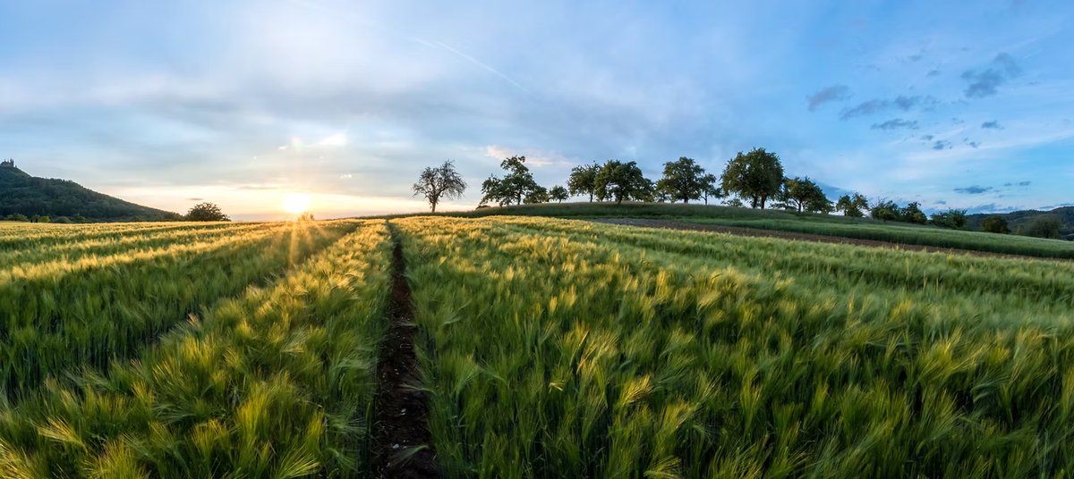 Aerial view of agricultural field