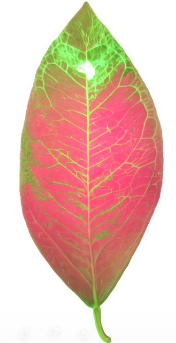 Fluorescent compound (2-NBDG) spreading through laser-treated leaf — visual proof of FLB penetration