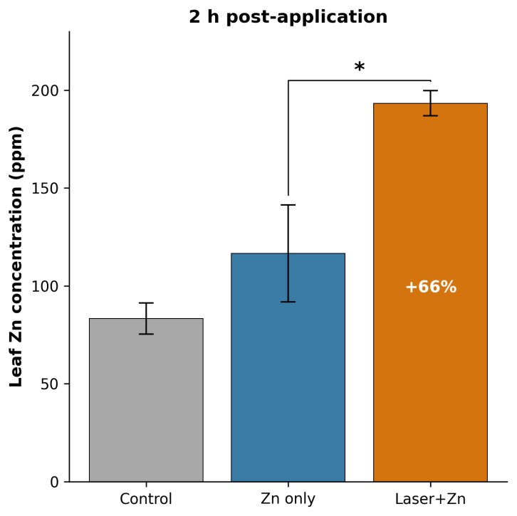 Sunflower leaf zinc at 2 hours: control, Zn only, laser plus Zn